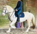 Dior, 14.1hh Ride and Drive Mare