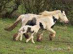 11hh Broodmare with Filly Foal at Foot