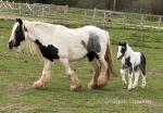 11hh Broodmare with Filly Foal at Foot