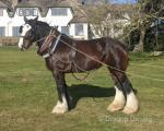Dane Valley Queen of the Roses, 18.2hh Shire Mare