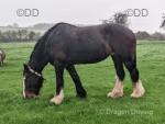 Dane Valley Queen of the Roses, 18.2hh Shire Mare