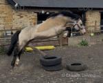 Leo, 12.3hh Welsh Section A Stallion 