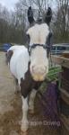 Bob, 13.1hh Gelding 
