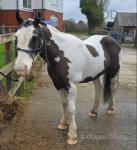 Bob, 13.1hh Gelding 