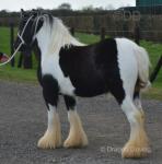 Sweet Lil Pixie, Filly