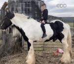 Gambler, 14.2hh Ride and Drive Gelding