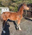 Welsh Section D Filly