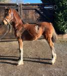 Welsh Section D Filly