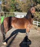 Parc Tanimara, Welsh Section D Filly