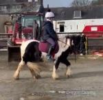 Nunland Star, 12.1hh Ride and Drive Gelding 