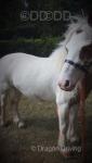 Daisy, 11.3hh Mare