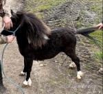 Dolly, Shetland Filly