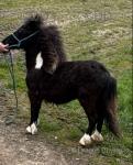 Dolly, Shetland Filly