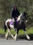Lucky, 15hh Riding Mare