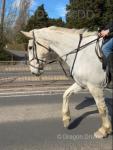 Sunny, 16.1hh Irish Draught Riding Mare