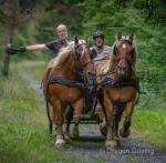 16hh Comtois Driving Mares