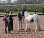 Eddie, 2 Year Old Gelding