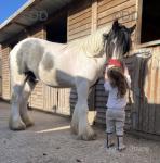 Eddie, 2 Year Old Gelding