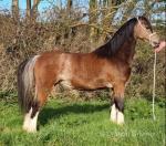 11.3hh Welsh Section A Mare