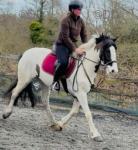 14.3hh Riding Mare