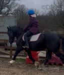 14.2hh Welsh Section D Riding Gelding