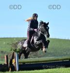14.2hh Welsh Section D Riding Gelding