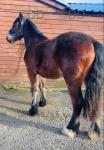 2 Year Old Welsh Section D Gelding