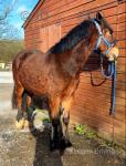 2 Year Old Welsh Section D Gelding