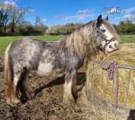 13.3hh blagdon mare, 7 years old. Good to handle, catch, box and good with the farrier. 13.3hh blagdon mare, 7 years old. Good to handle, catch, box and good with the farrier.