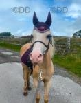 11.2hh Welsh Section A Riding Mare