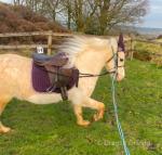11.2hh Welsh Section A Riding Mare