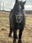14hh Dales Gelding
