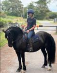 14.3hh Welsh Section D Riding Gelding