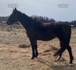 15.3hh Standardbred Gelding