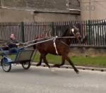 15.3hh Standardbred Gelding