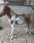 Yearling Filly