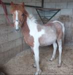 Yearling Filly