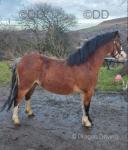 Crimond Upstart, 2 Year Old Welsh Section A Colt