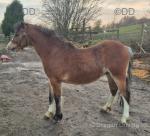 Crimond Upstart, 2 Year Old Welsh Section A Colt