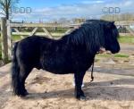 Duke & Blackjack, 10.2hh Shetland Geldings