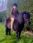 Duke & Blackjack, 10.2hh Shetland Geldings