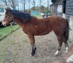 Yearling Filly
