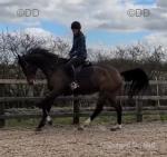 Diamond Memories, 17hh Thoroughbred Mare