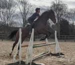 Diamond Memories, 17hh Thoroughbred Mare