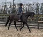 Ouzo, 16hh Thoroughbred Riding Gelding