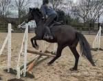 Ouzo, 16hh Thoroughbred Riding Gelding