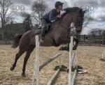 Nessie, 16.2hh Mare