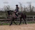 Nessie, 16.2hh Mare