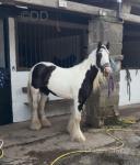 Daisy, 13.2hh Ride & Drive Mare