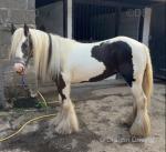 Daisy, 13.2hh Ride & Drive Mare